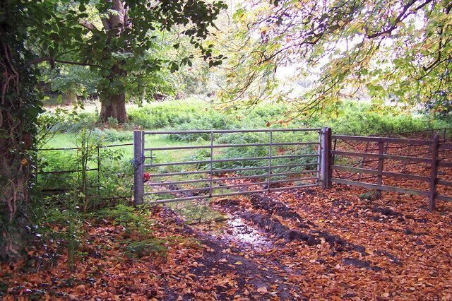 Woodland near Healing Church This woodland track is adjacent to Healing Church.