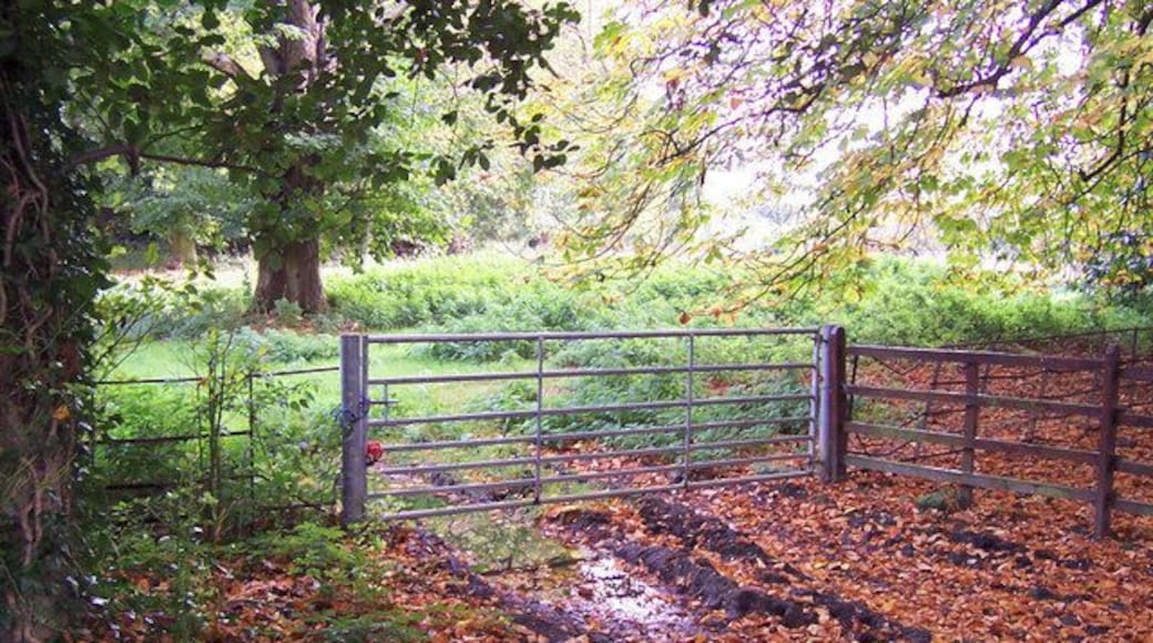 Woodland near Healing Church This woodland track is adjacent to Healing Church.