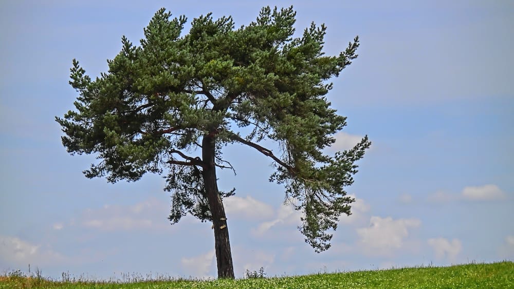 Un seul pin se dresse sur une colline verdoyante, sous un ciel dégagé.