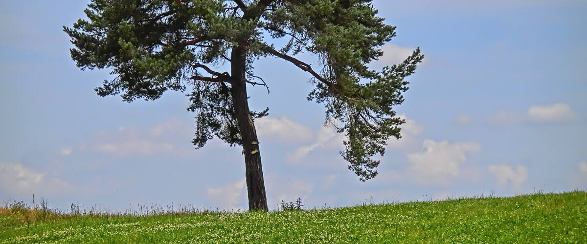 A lone pine tree on a grassy hill with a clear sky.