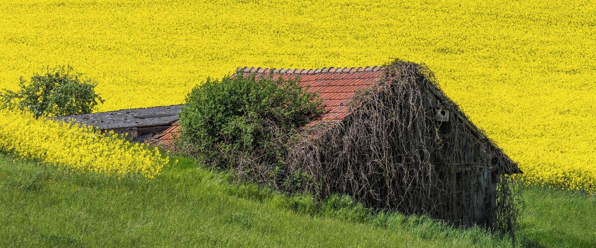 A rural landscape with a dilapidated barn surrounded by a field of yellow flowers.