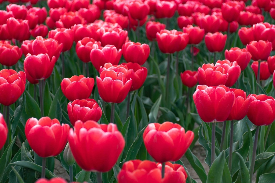 Spring in Belgium