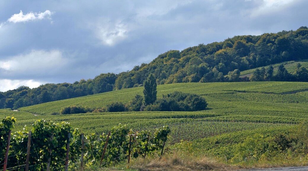 Champagne - Vignes à Chamery