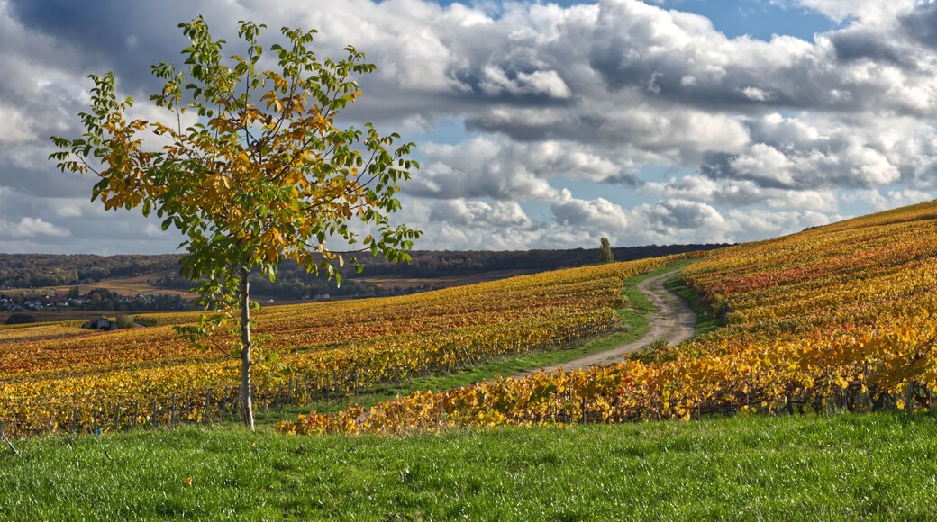 vignes du côté de Chamery dans la marne ( france)
