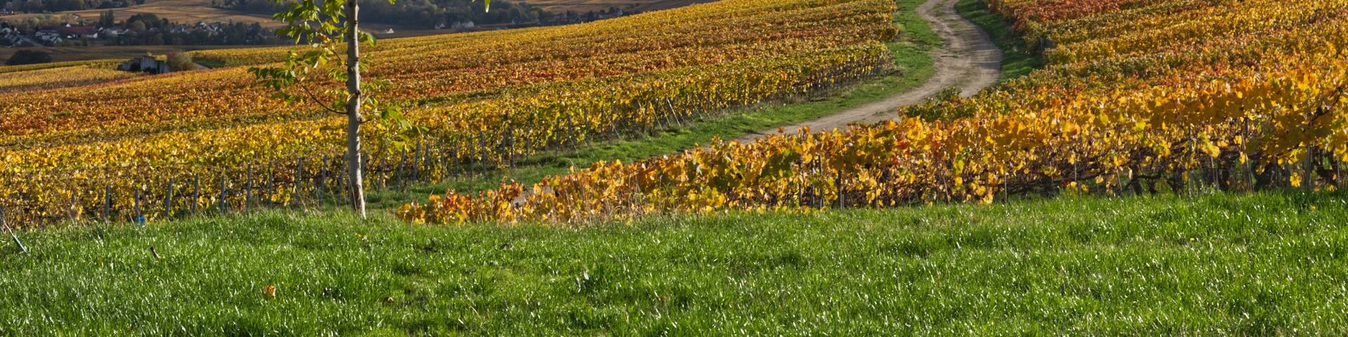 vignes du côté de Chamery dans la marne ( france)
