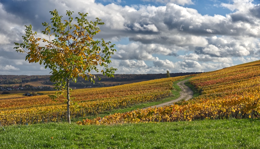 vignes du côté de Chamery dans la marne ( france)