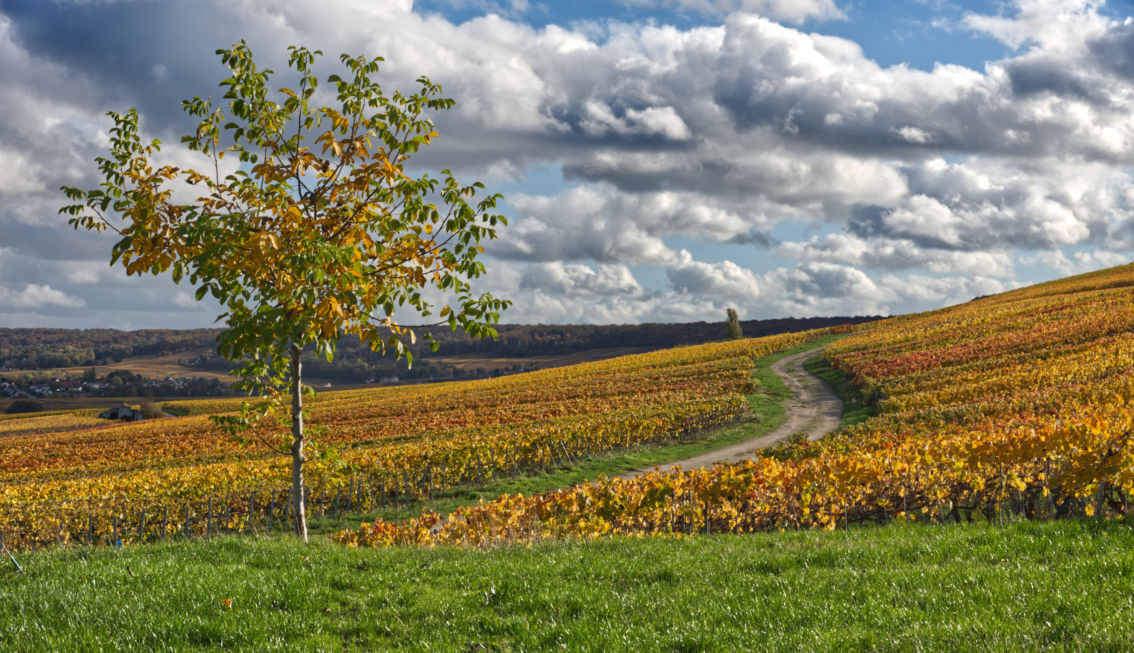A vineyard with rows of grapevines, a dirt path, and a tree in the foreground.