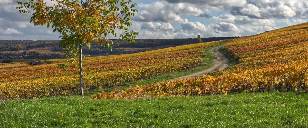 A vineyard with rows of grapevines, a dirt path, and a tree in the foreground.