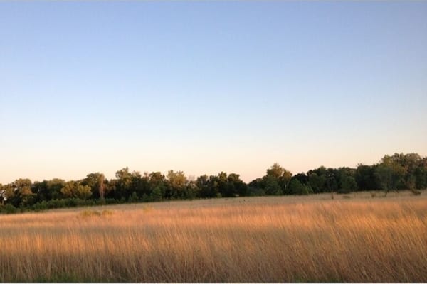 Golden fields at sunset.