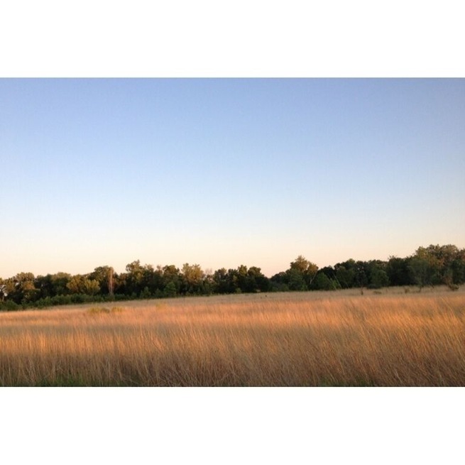 Golden fields at sunset.