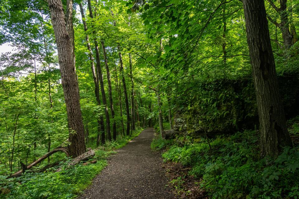 Un sendero arbolado rodeado de árboles altos y abundante follaje verde.