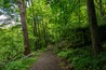Sentiero immerso nel verde, costeggiato da alberi alti e una fitta vegetazione.