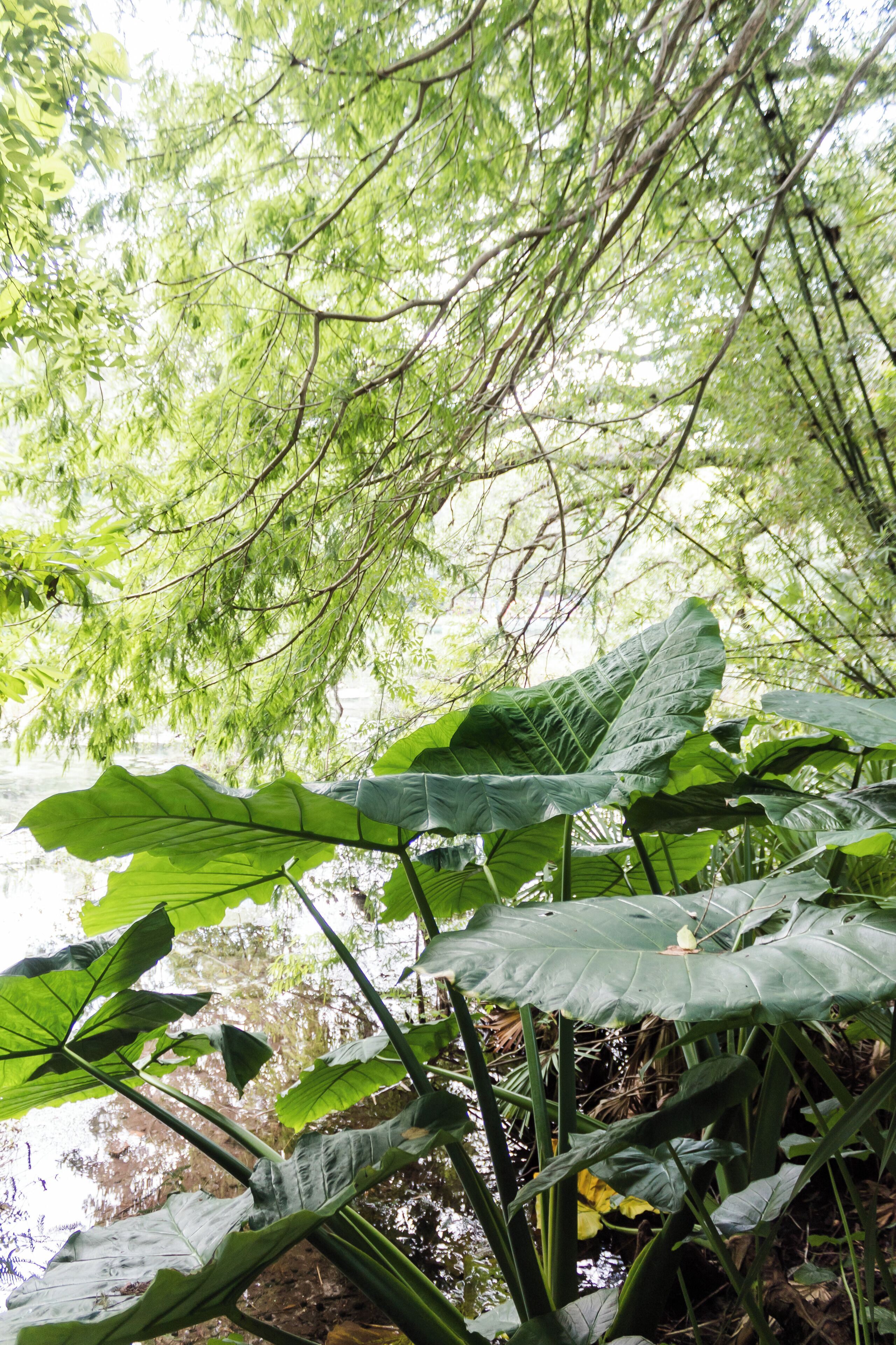 Florida is known for their gorgeous springs. Rainbow Springs State Park is definitely one that is truly captivating. Read the full travel guide here: https://thewalkingmermaid.com/blog/rainbow-springs-state-park-florida