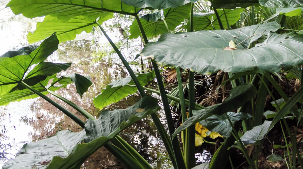 Florida is known for their gorgeous springs. Rainbow Springs State Park is definitely one that is truly captivating. Read the full travel guide here: https://thewalkingmermaid.com/blog/rainbow-springs-state-park-florida