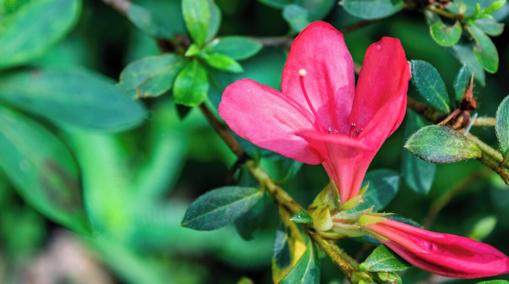 Florida is known for their gorgeous springs. Rainbow Springs State Park is definitely one that is truly captivating. Read the full travel guide here: https://thewalkingmermaid.com/blog/rainbow-springs-state-park-florida