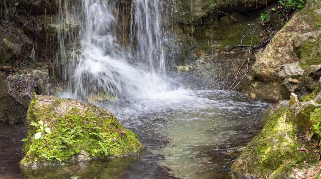 Florida is known for their gorgeous springs. Rainbow Springs State Park is definitely one that is truly captivating. Read the full travel guide here: https://thewalkingmermaid.com/blog/rainbow-springs-state-park-florida
