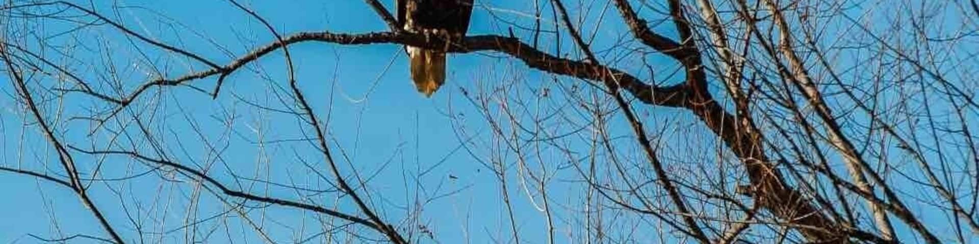 Great place to see Bald Eagles from December thru March.