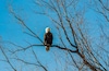 Great place to see Bald Eagles from December thru March.