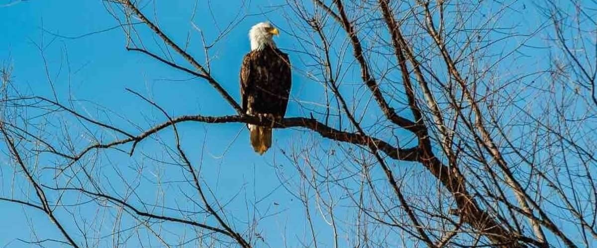 Great place to see Bald Eagles from December thru March.