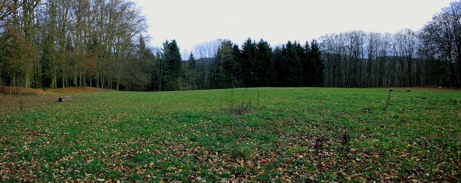 A grassy field with scattered leaves and a line of trees in the background.