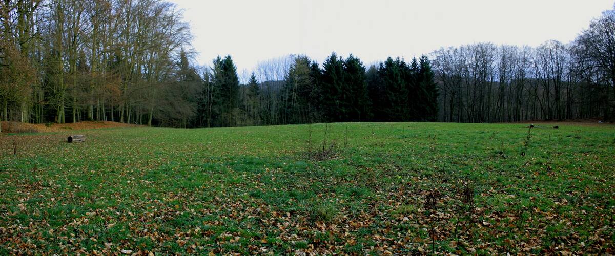 A grassy field with scattered leaves and a line of trees in the background.