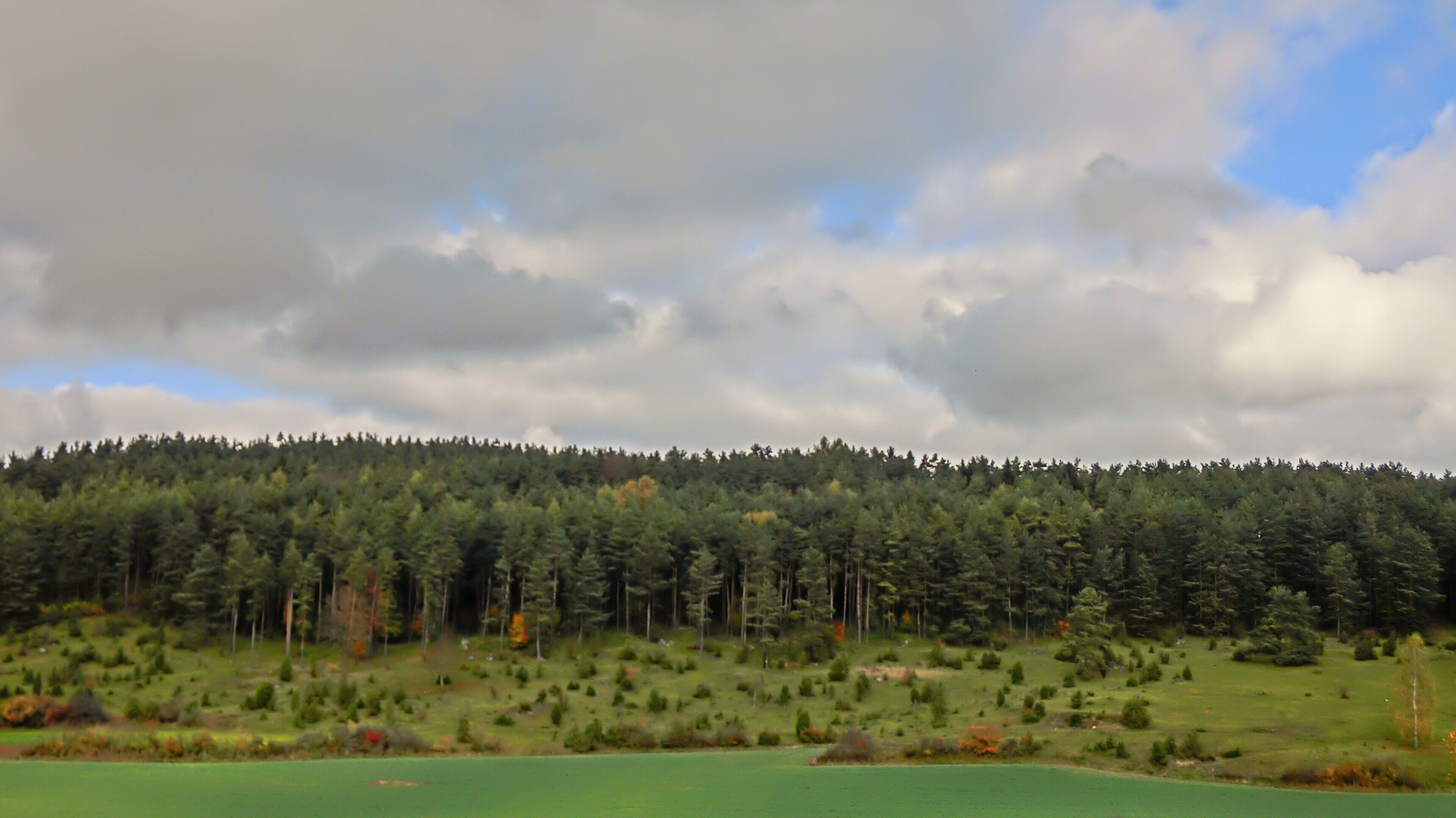 Wacholderweide bei Haselbrunn (HDR)
