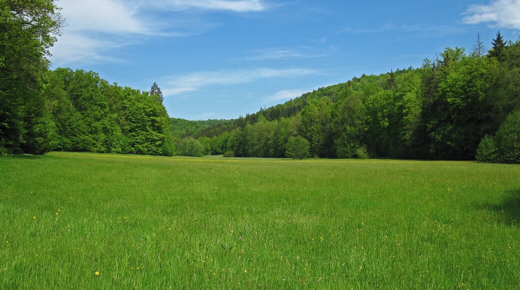 (NSG:BY-NSG-00375.01)_Schulterbachtal Wiese im Schulterbachtal