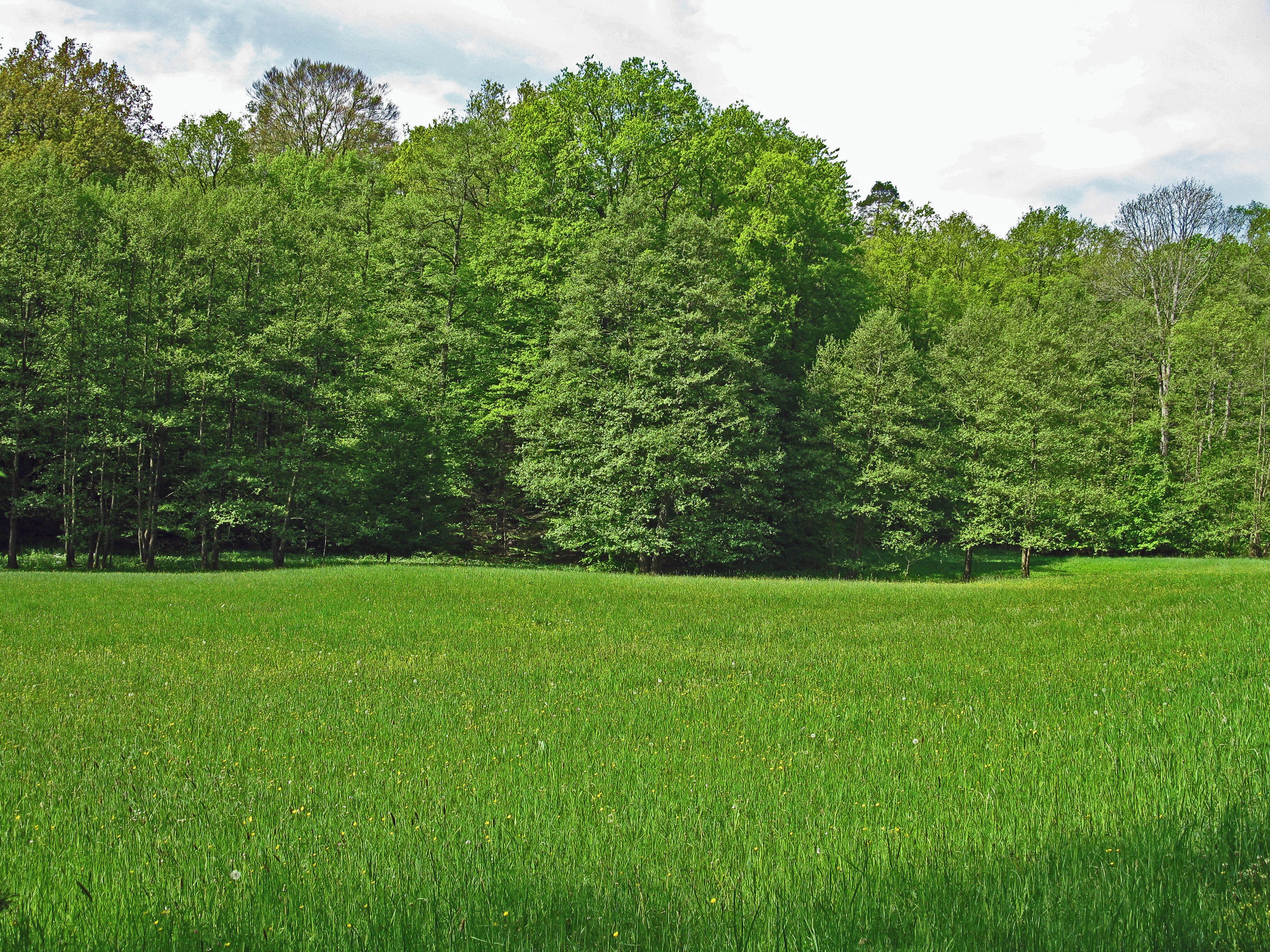 (NSG:BY-NSG-00375.01)_Schulterbachtal Wiese im Schulterbachtal