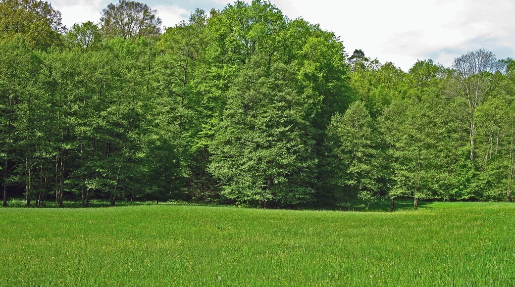 (NSG:BY-NSG-00375.01)_Schulterbachtal Wiese im Schulterbachtal