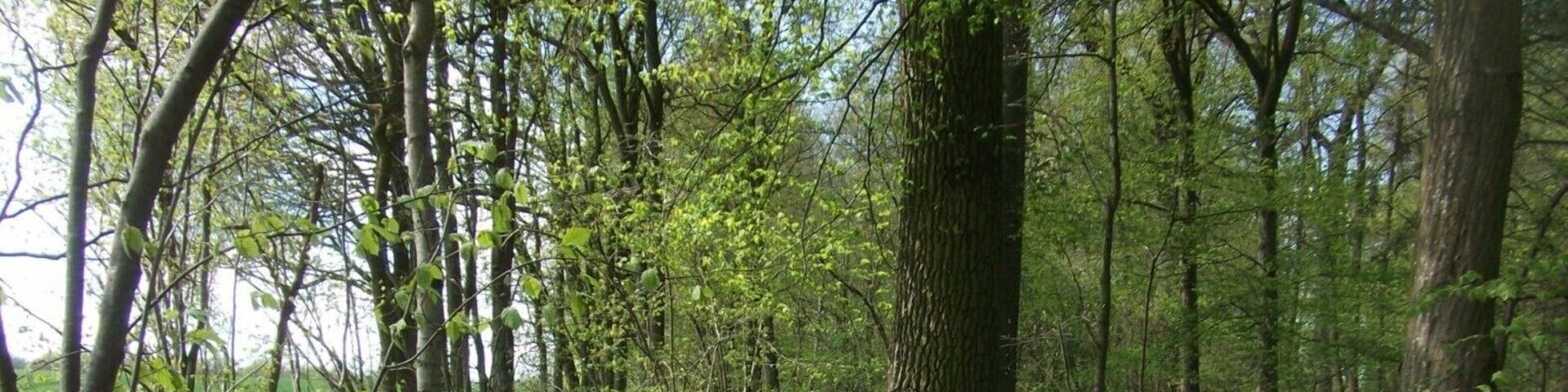 Wall der Rothenburger Landhege