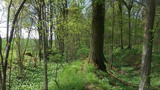 Wall der Rothenburger Landhege