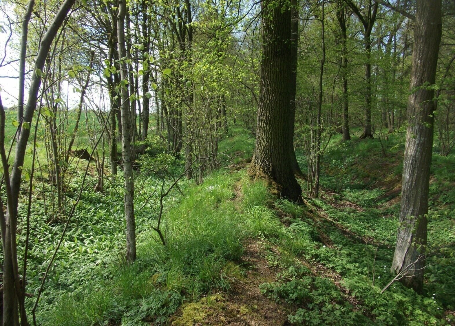 A forest with a narrow dirt path.