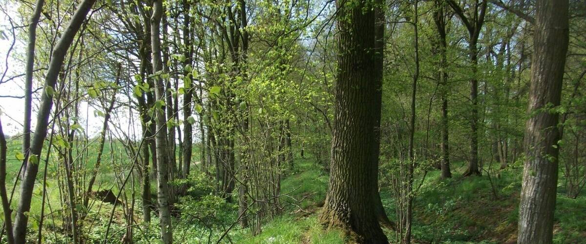 A forest with a narrow dirt path.