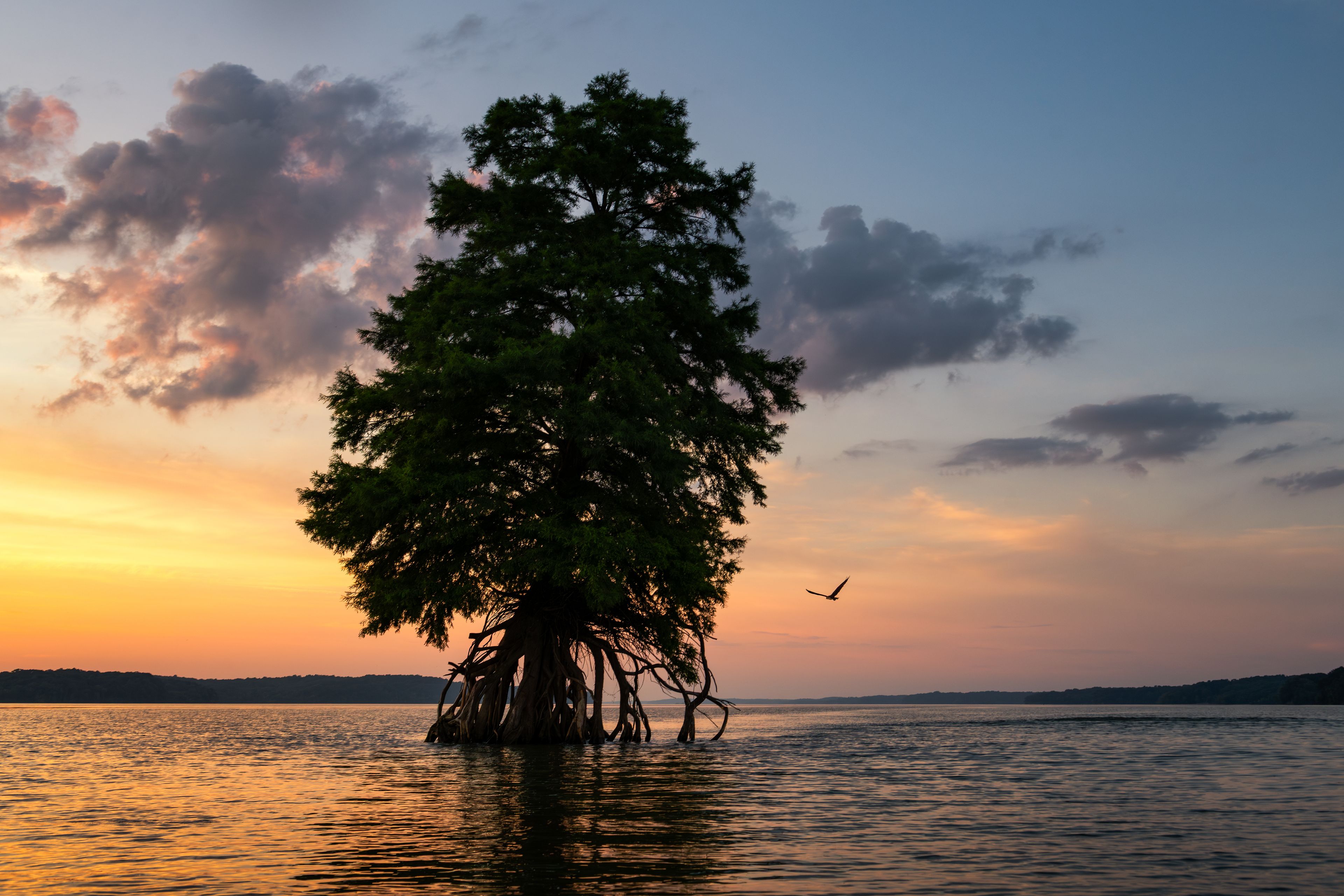 A solitary tree with extensive roots in a body of water during sunset.