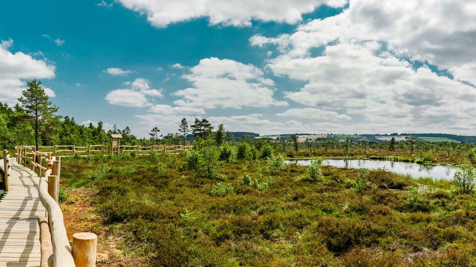 A wooden boardwalk leading through a wetland area with a lake and a forested background.