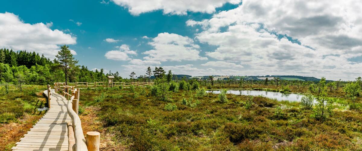 A wooden boardwalk leading through a wetland area with a lake and a forested background.