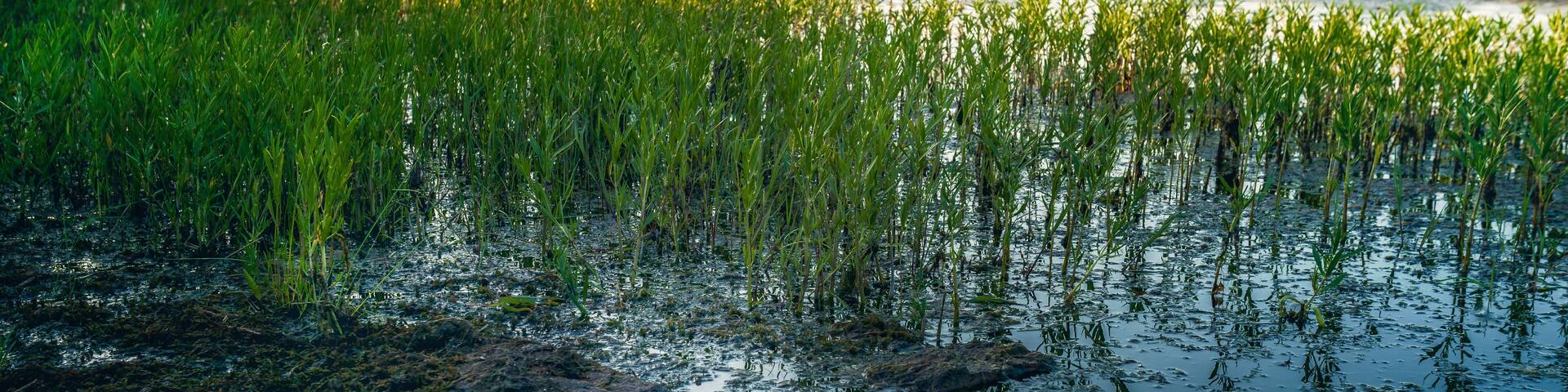 Patches of vibrant green grass growing in the shallow pond with the rolling hills of Wichita Mountains glow in the background near Fort Sills, Oklahoma, USA.