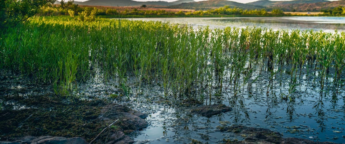 Patches of vibrant green grass growing in the shallow pond with the rolling hills of Wichita Mountains glow in the background near Fort Sills, Oklahoma, USA.