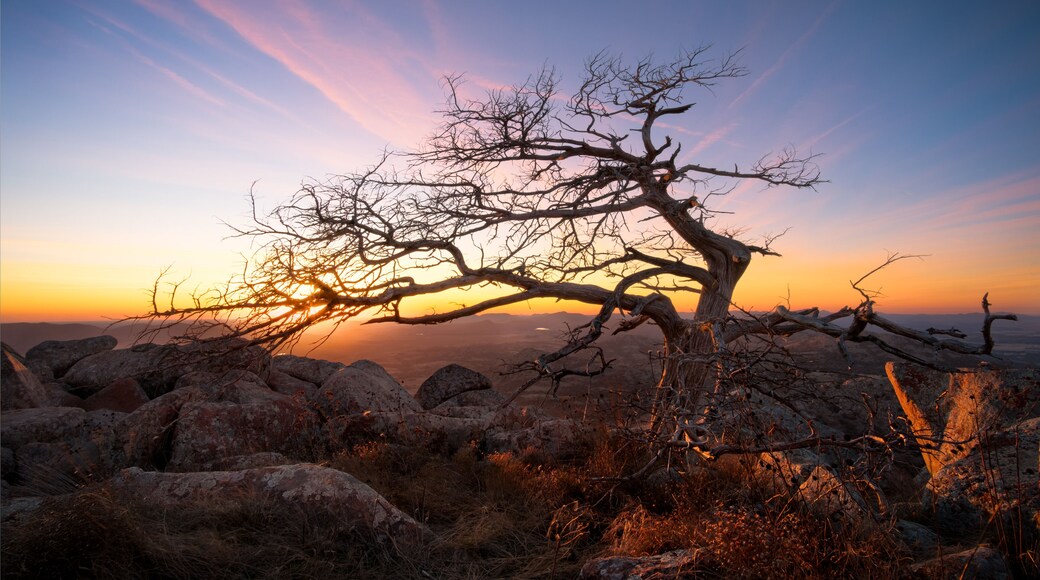 Wind shaped tree at sunset atop Oklahoma's Mount Scott