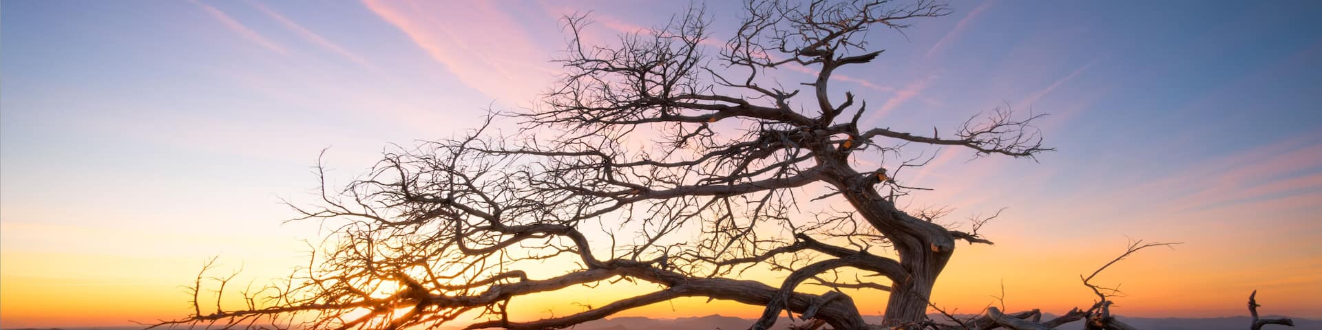 Wind shaped tree at sunset atop Oklahoma's Mount Scott