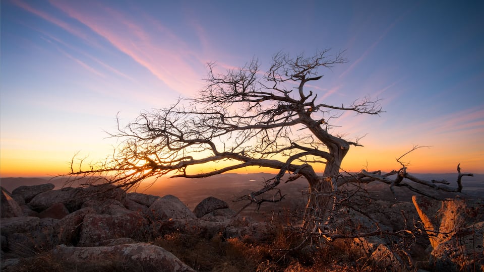 A sunset over a rocky landscape with a prominent dead tree.