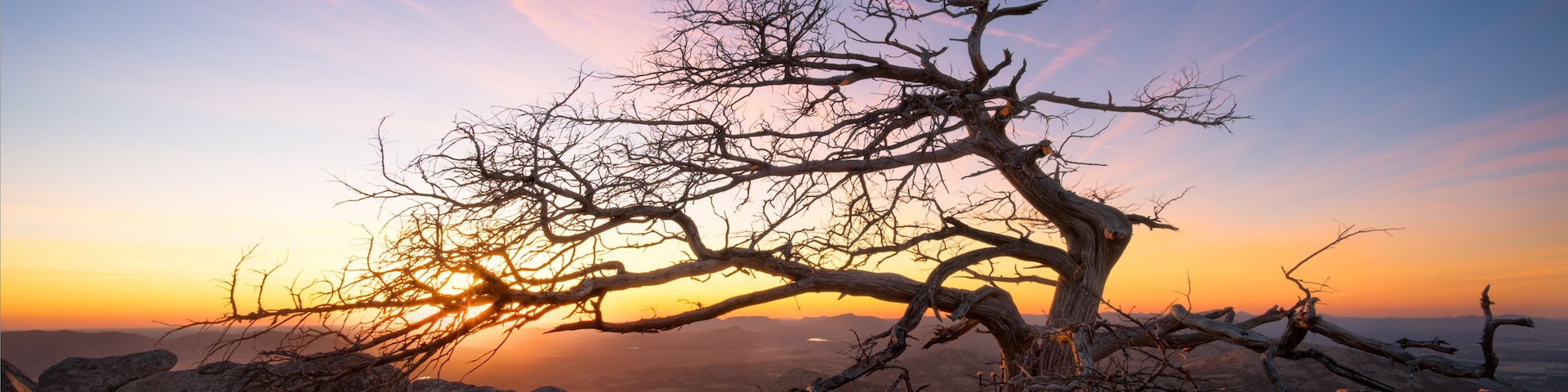Wind shaped tree at sunset atop Oklahoma's Mount Scott