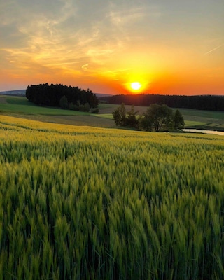 In the fields ...
Near Selb, Fichtel Mountains, Bavaria, Germany 
#Nature