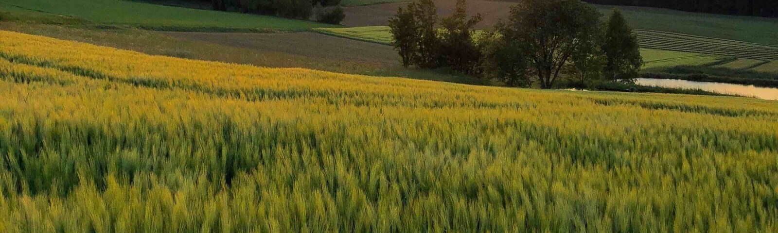 In the fields ...
Near Selb, Fichtel Mountains, Bavaria, Germany
#Nature