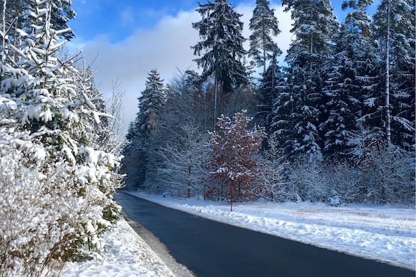 Eine schneebedeckte Straße, gesäumt von hohen Nadelbäumen, unter blauem Himmel.