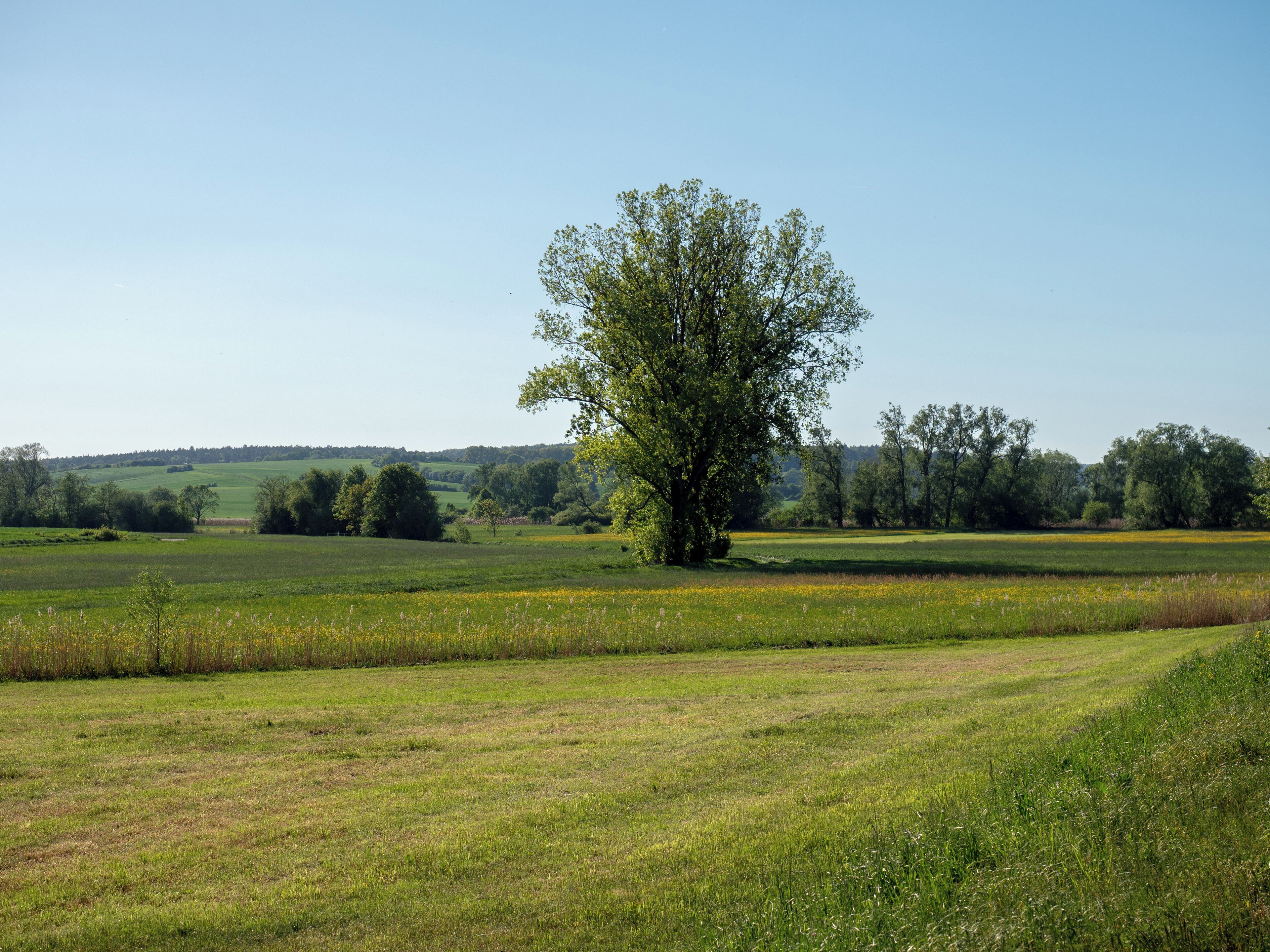 Althellinger Grund und Kreckaue WDPA ID 318099