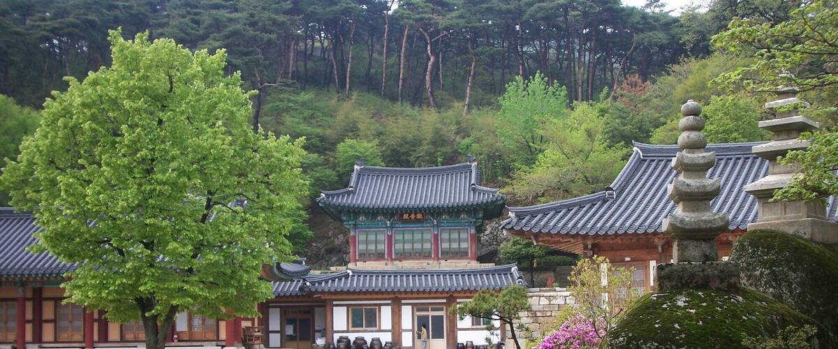 A traditional Korean temple complex with ornate architecture, a large tree, and a mountainous backdrop.