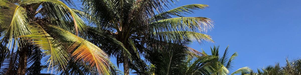 Guyane: sentier des salines