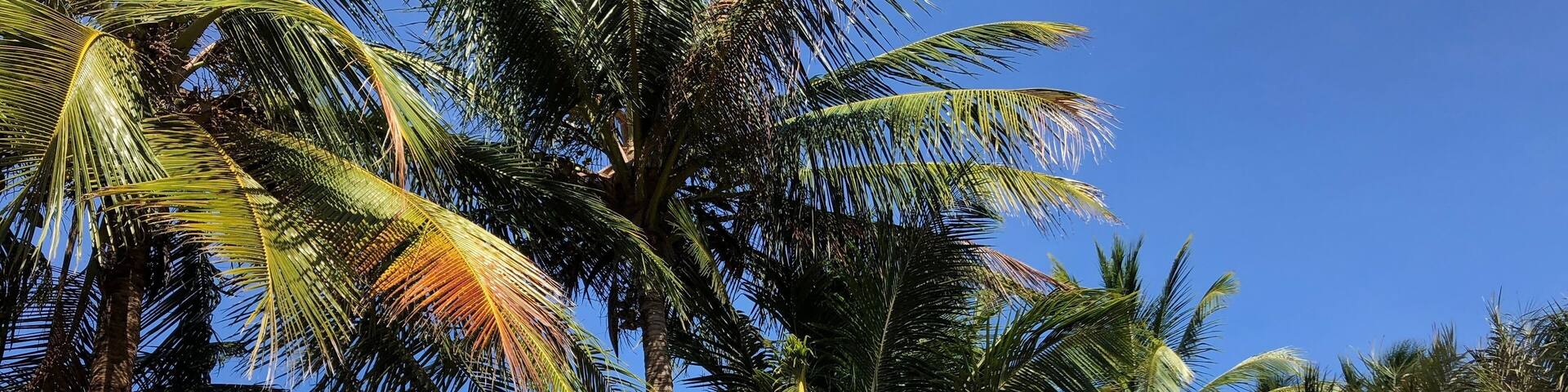 Guyane: sentier des salines
