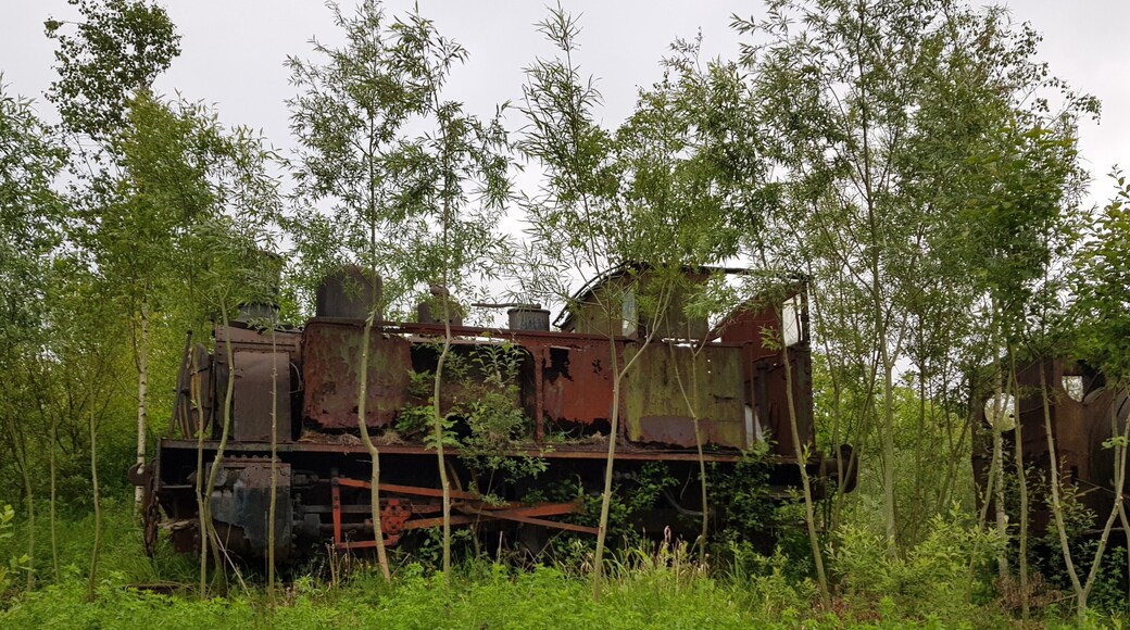 nature overgrowing old trains